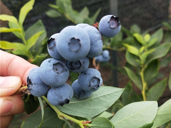 錢德勒藍莓